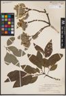 Foto von Salix caprea L.